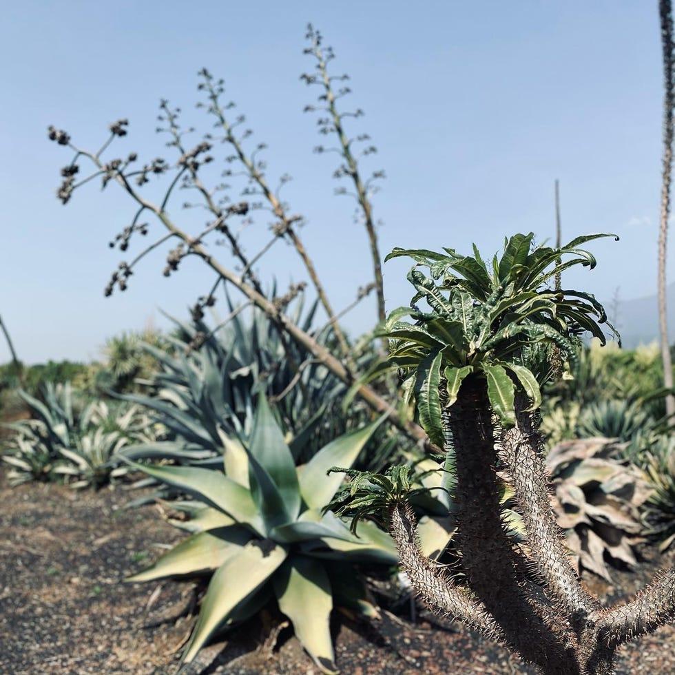 Week-end en Sicile entre jardins bijoux et vins d'auteur