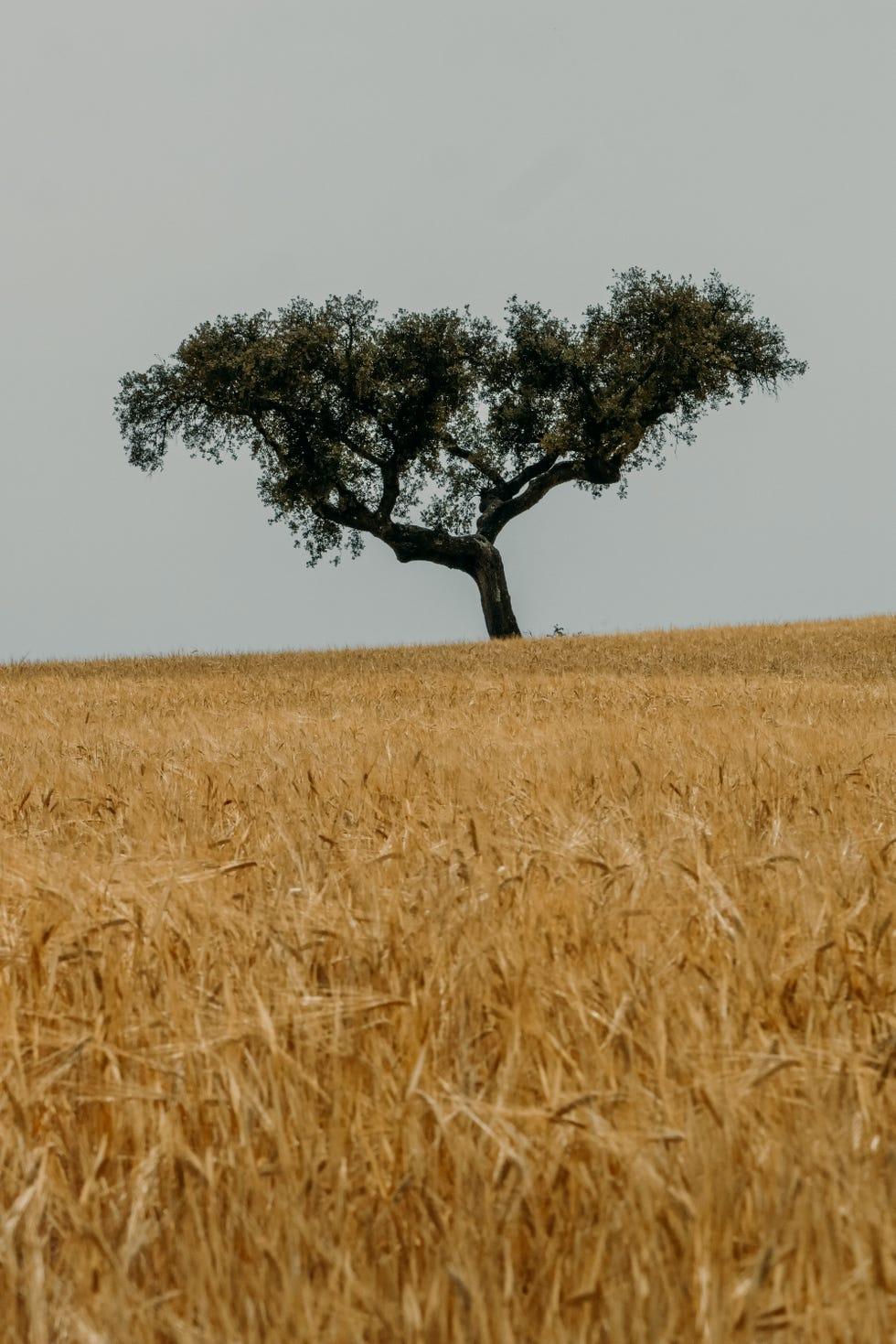 Entre les chênes-lièges au Portugal, pour apprendre le temps de la durabilité