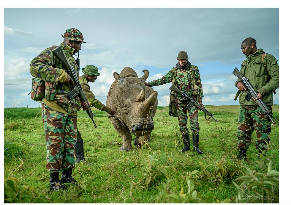 Les rhinocéros blancs peuvent-ils renaître ?