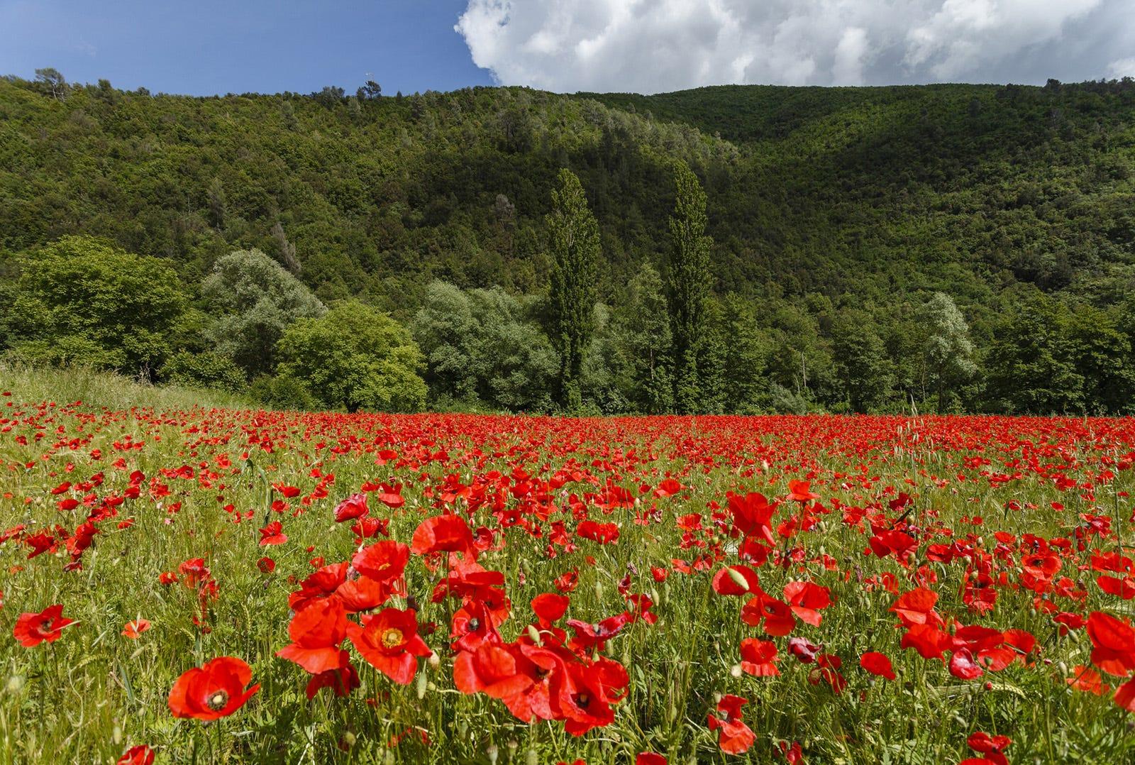 Via Francigena, le long sentier magique où la gentillesse est monnaie courante
