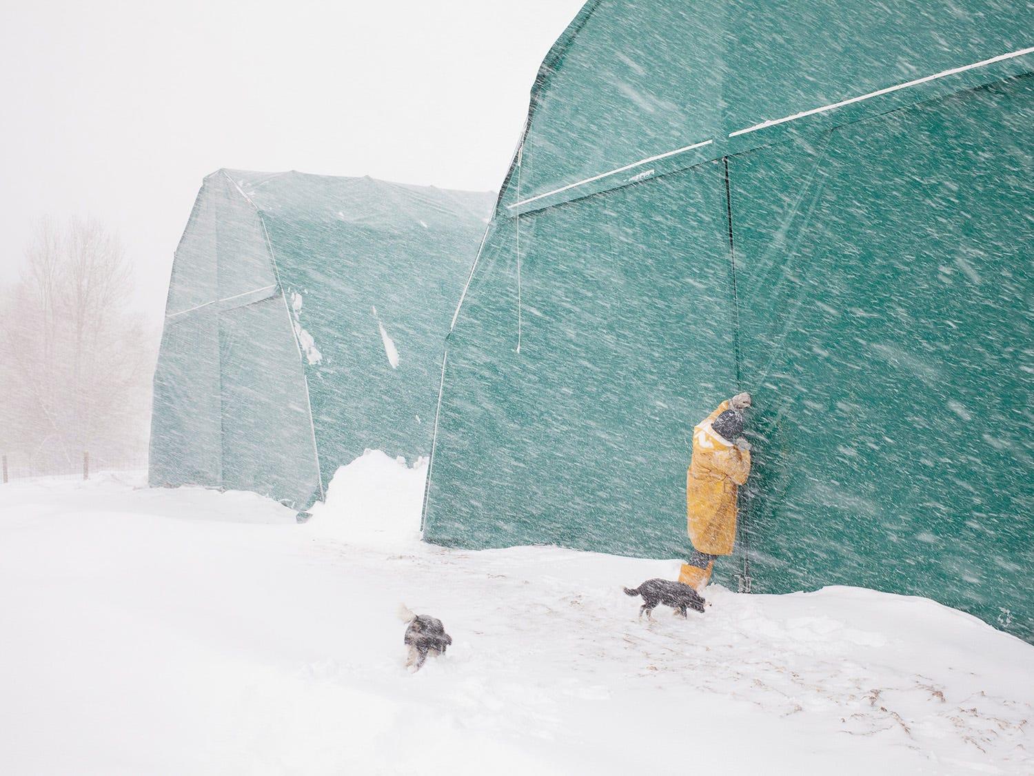 torrita, janvier 2017 dans l'entreprise agricole Santarelli un travailleur ferme un hangar en toile fourni par la région du Latium pour affronter le premier hiver après le tremblement de terre