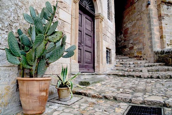 Pot de fleurs, Porte, Plante terrestre, Figue de Barbarie, Brique, Cactus, Épines, épines et piquants, Pavé, Plante d'intérieur, Figue de Barbarie orientale, 