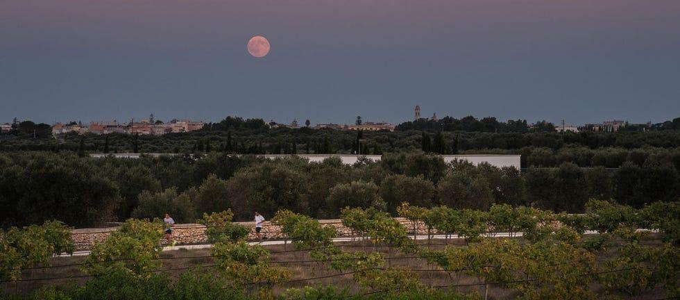 Lune, Ciel, Pleine lune, Lumière, Événement céleste, Objet astronomique, Nuage, Nuit, Arbre, Horizon
