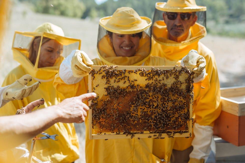 Abeille, Apiculteur, Jaune, Abeille, Rucher, Ruche, Insecte à membrane, Pollinisateur, Sourire, 