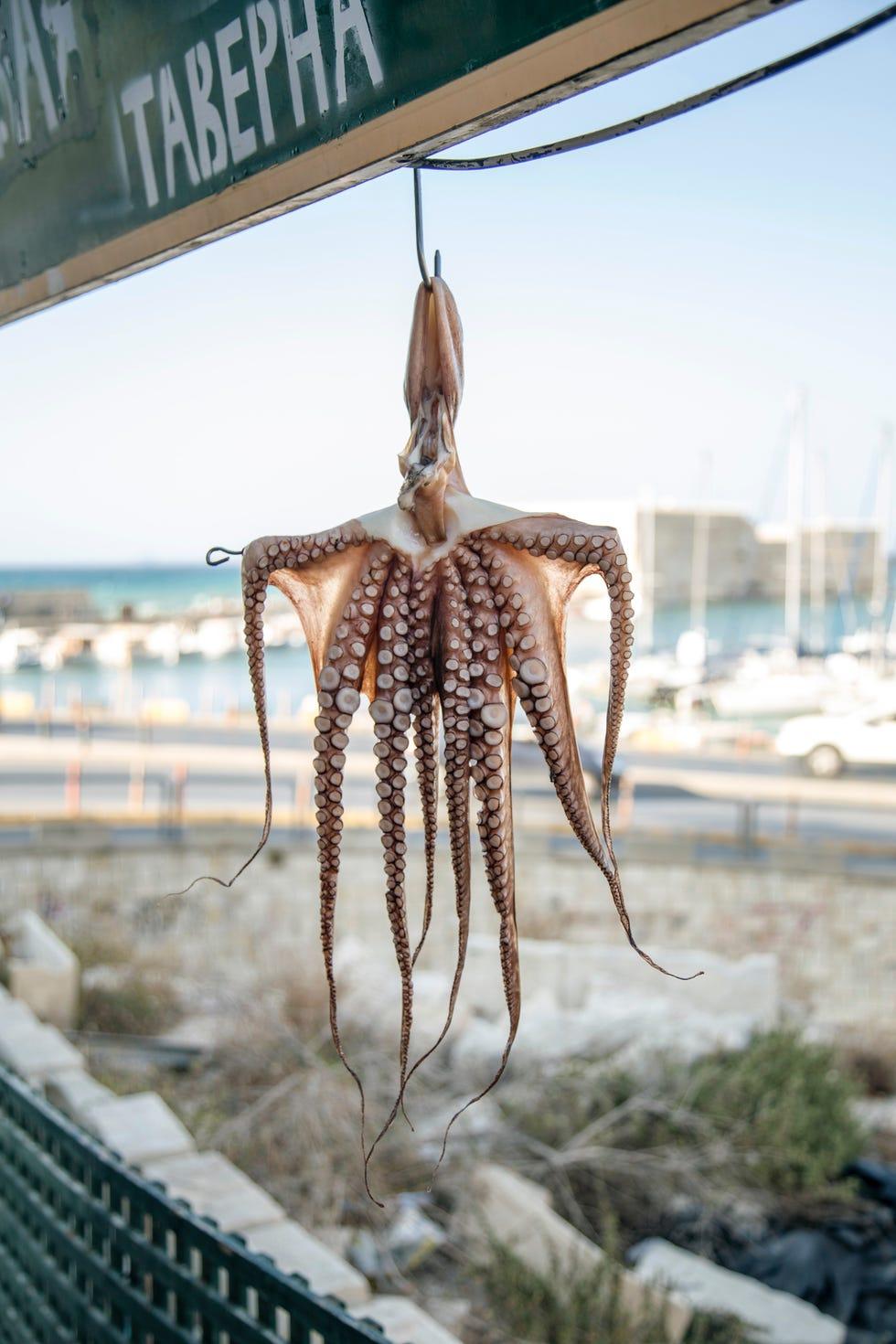 Poulpe, Céphalopode, Invertébrés marins, Organisme, Calmar, poulpe, Cuisine, 