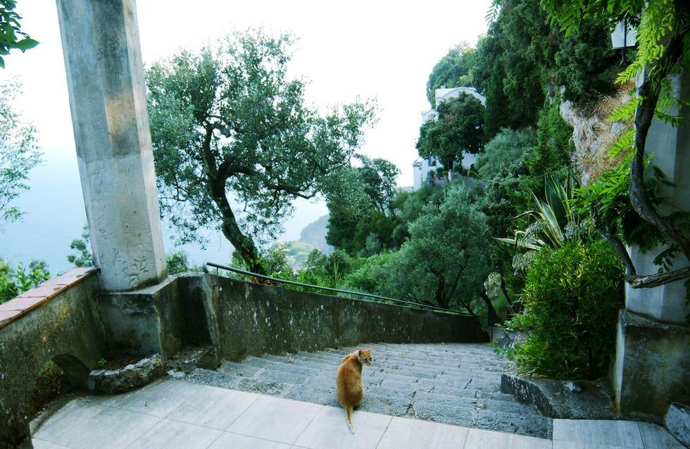 Vert, Arbre, Botanique, Architecture, Plante, Chat, Jardin, Canidé, Vacances, Bâtiment
