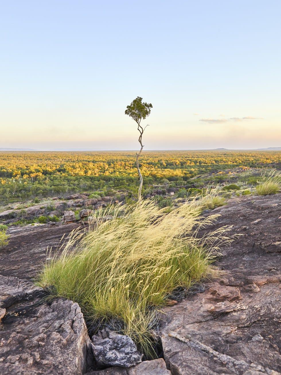 Végétation, Nature, Herbe, Paysage naturel, Plante, Roche, Arbre, Famille d'herbe, Ciel, Écorégion, 