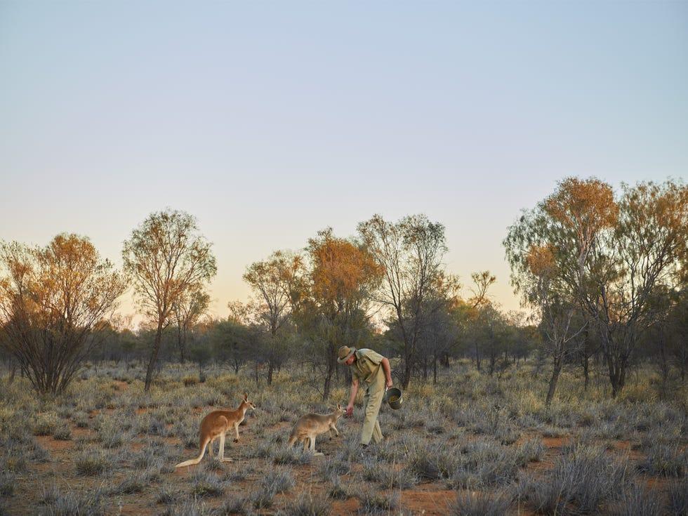 Faune, Savane, Safari, Impala, Animal terrestre, Communauté végétale, Maquis, Écorégion, Troupeau, Prairie, 