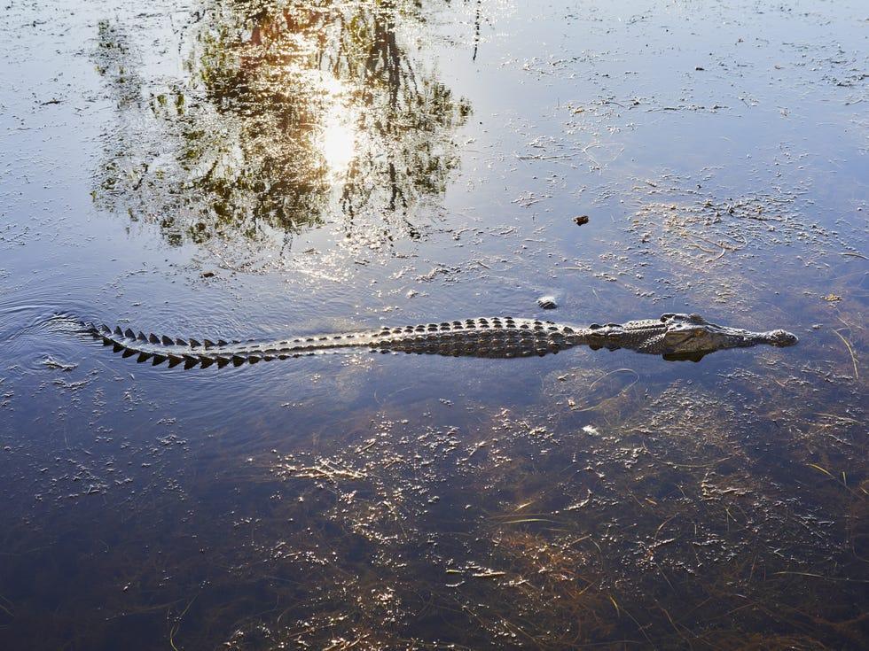 Crocodilia, Alligator, Crocodile, Crocodile américain, Crocodile d'eau salée, Crocodile du Nil, Eau, Alligator américain, Reptile, Réflexion, 