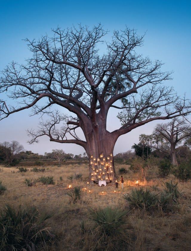 Arbre, Savane, Adansonia, Plante ligneuse, Ciel, Paysage naturel, Plante, Faune, Communauté végétale, Réserve naturelle, 