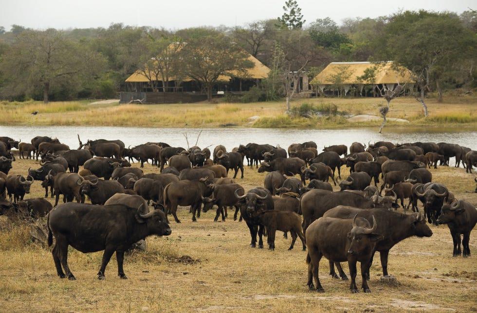 Troupeau, Bovin, Buffle d'eau, Faune, Migration animale, Regroupement, Animal terrestre, Animal de travail, Safari, Famille de vache-chèvre, 