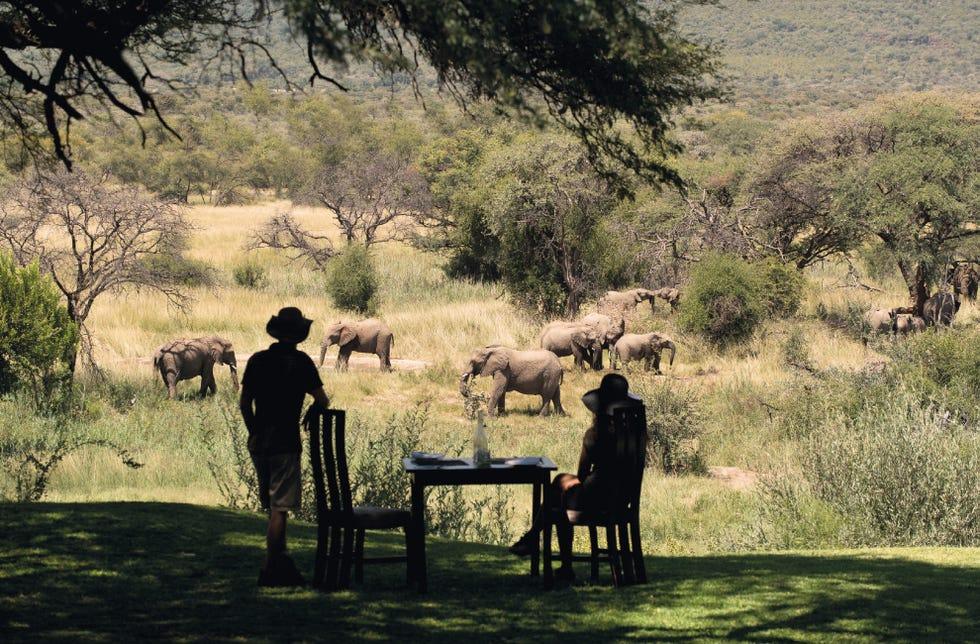 Nature, Arbre, Faune, Savane, Safari, Pâturage, Herbe, Zone rurale, Paysage, Prairie, 
