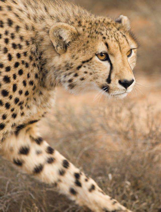 Animal terrestre, Mammifère, Guépard, Faune, Vertébré, Félin, Léopard, Moustaches, Museau, Léopard africain, 