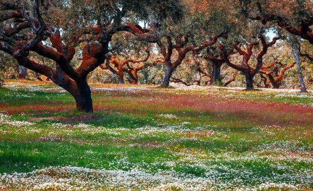 prairie, chênes-lièges, évora, alentejo, portugal