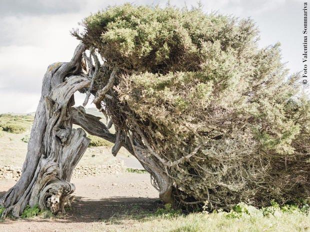 Arbre, Plante ligneuse, Plante, Tronc, Herbe, Branche, Communauté végétale, Arbuste, Bois, Paysage