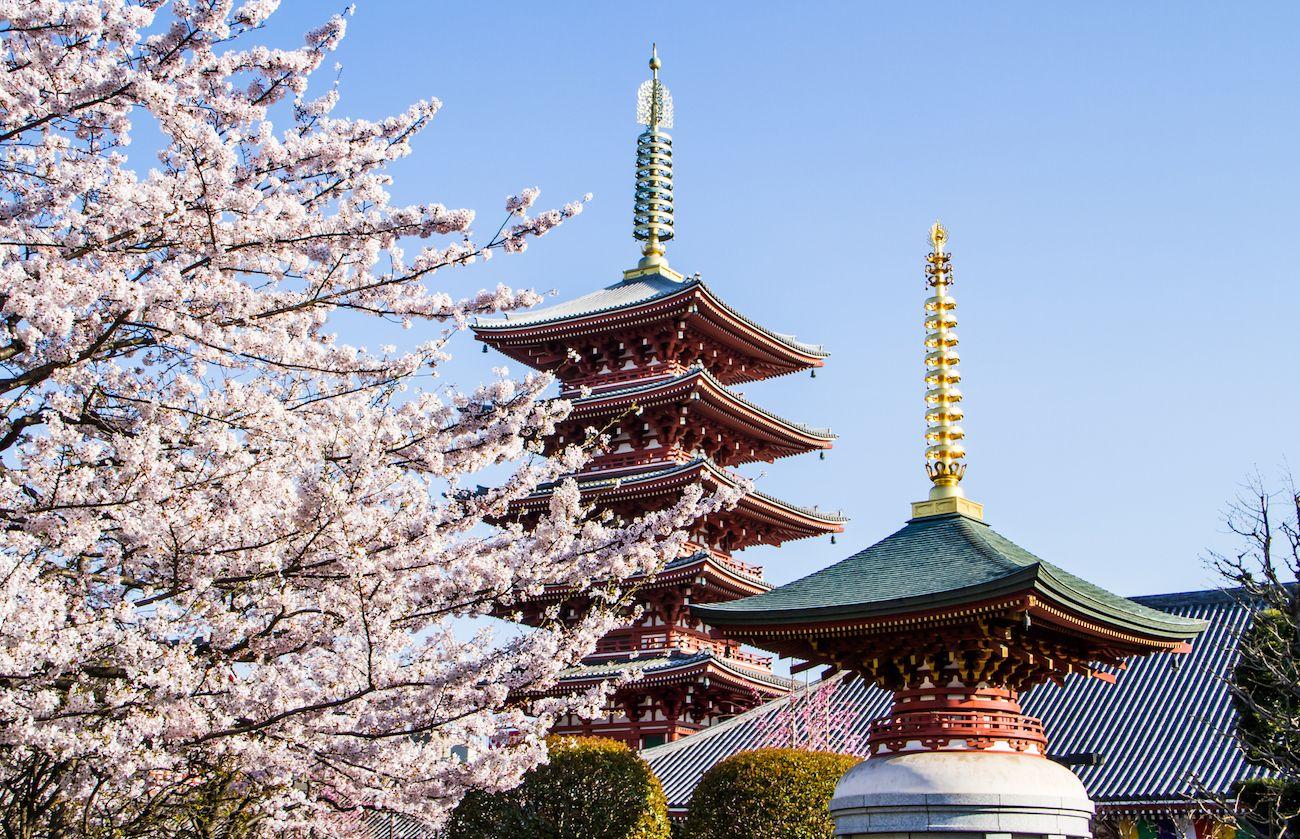 Pagode, architecture japonaise, Architecture, Monument, Fleurs, Arbre, Plante, Tour, Printemps, Fleuraison