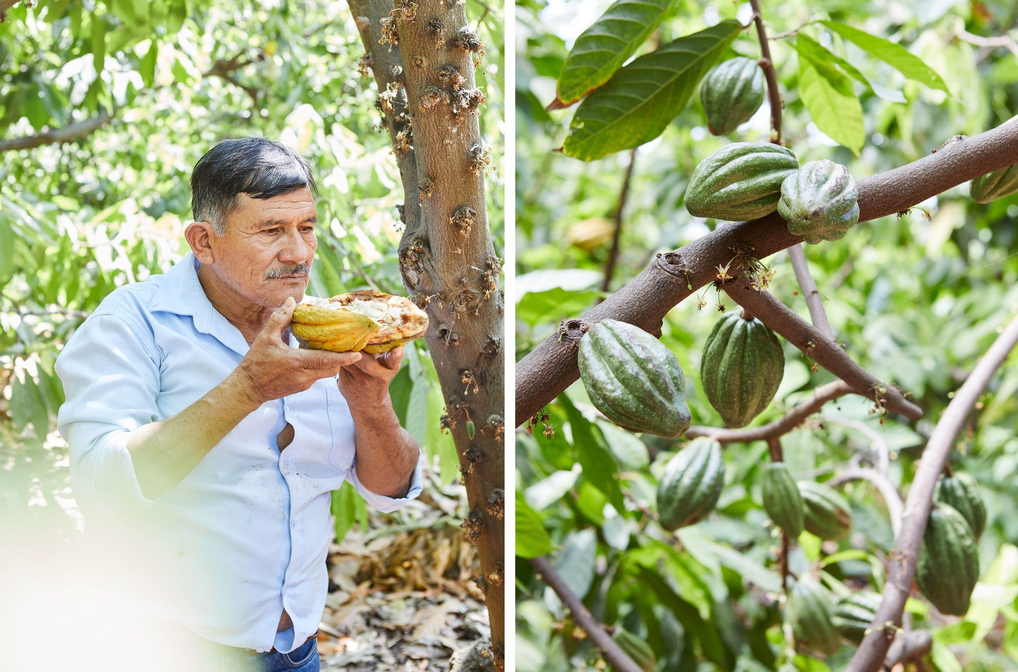 Plante, Arbre, Fève de cacao, Fruit, Nourriture, Fleur, Goyave commune, Haricot, Plantation, Jocote,