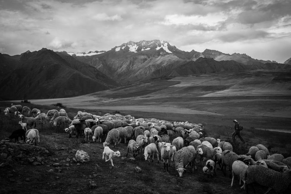 Troupeau, Formations terrestres montagneuses, Montagne, Mouton, Ciel, Troupeau, Photographie en noir et blanc, 