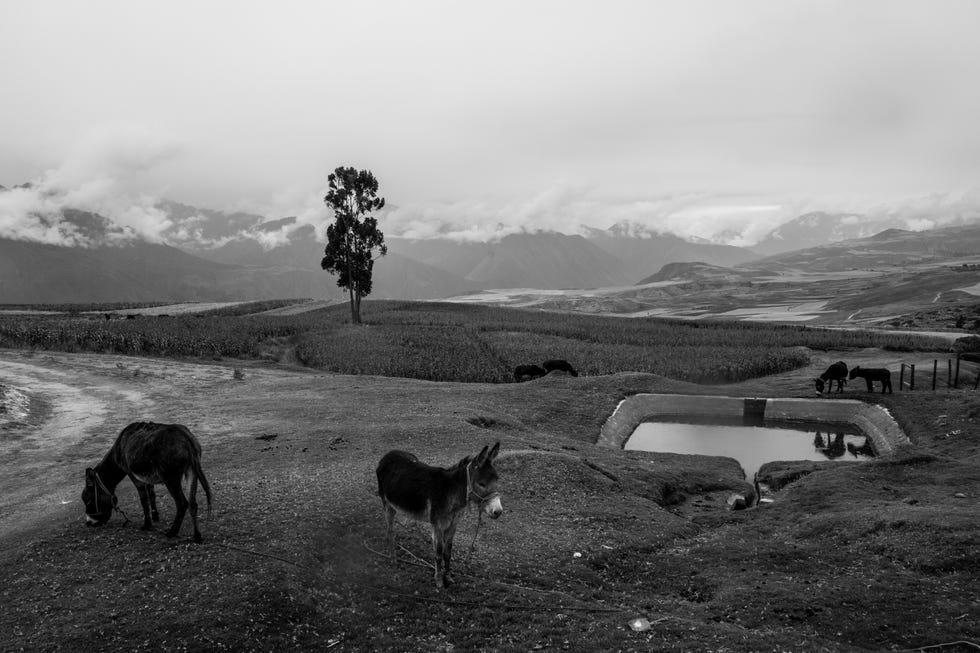 Photographie en noir et blanc, Photographie monochrome, Animaux sauvages, Écorégion, Paysage, Prairie, Zone rurale, 