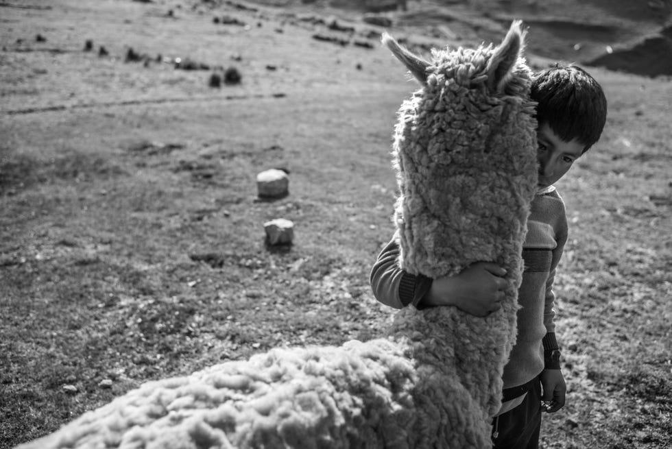 Photographie en noir et blanc, Monochrome, Photographie, Bétail, Adaptation, Mouton, Camélidé, Paysage, Sol, 