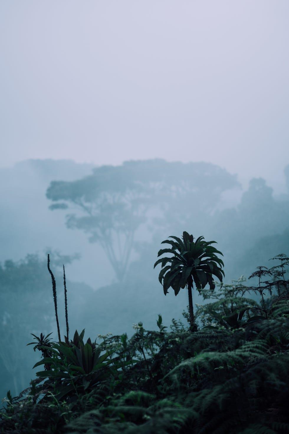 Végétation, Nature, Phénomène atmosphérique, Brume, Ciel, Arbre, Station de montagne, Brouillard, Brume, Palmier,