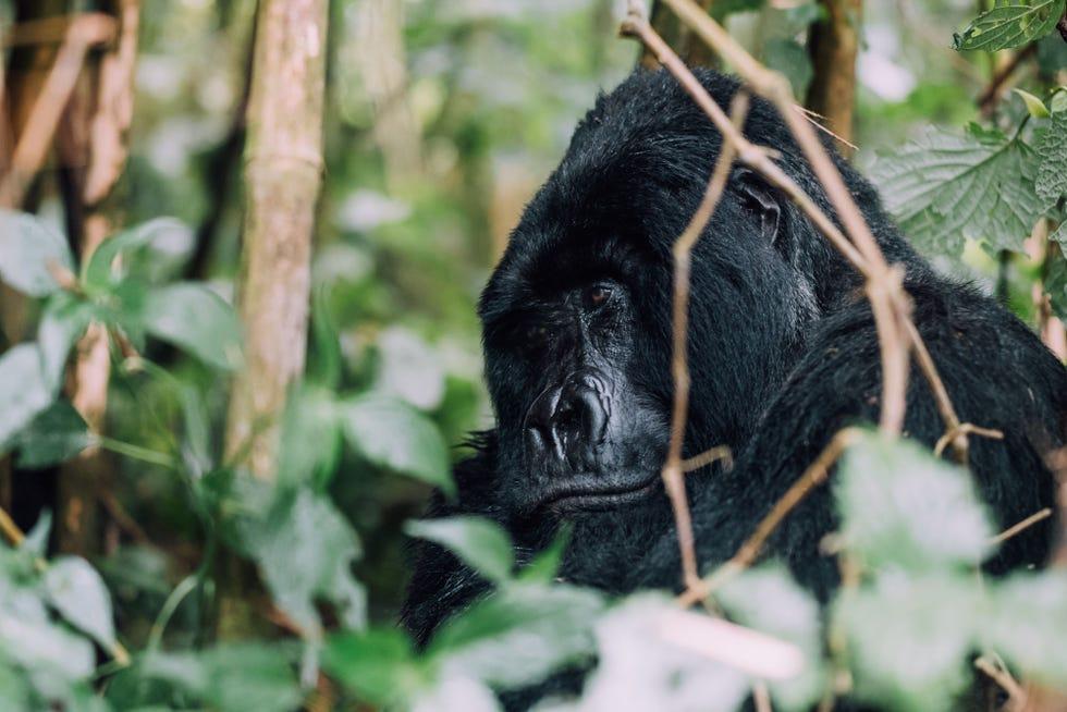 Animal terrestre, Réserve naturelle, Primate, Chimpanzé commun, Faune, Feuille, Organisme, Jungle, Adaptation, Forêt,