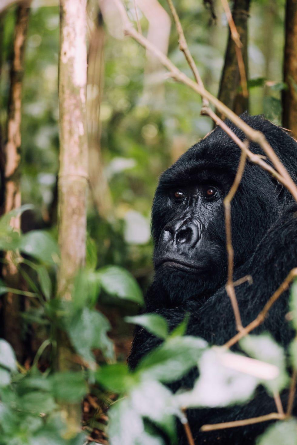 Primate, Réserve naturelle, Animal terrestre, Chimpanzé commun, Communauté de plantes, Museau, Organisme, Jungle, Herbe, Faune,