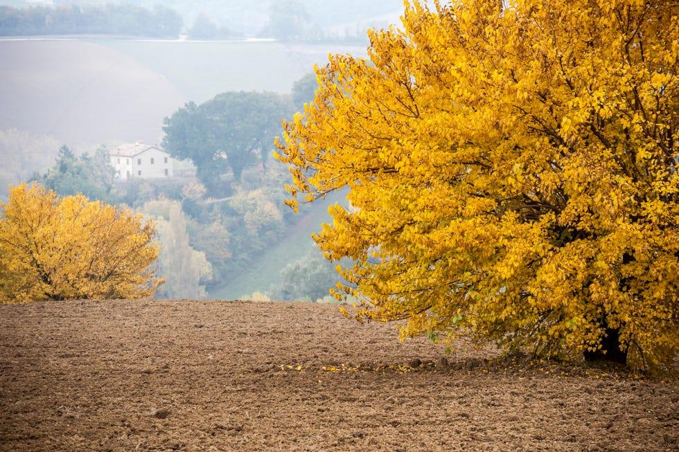 feuillage dans les Marches en Italie