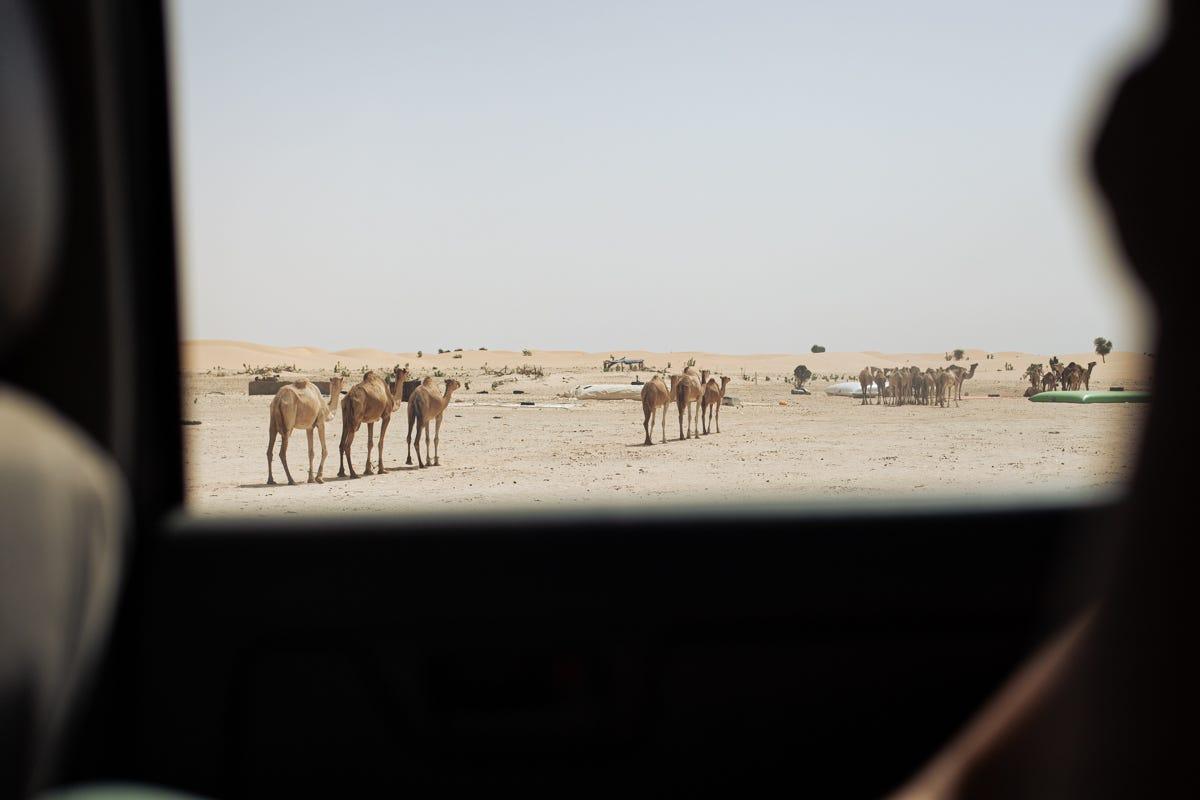 un groupe de chameaux dans un désert