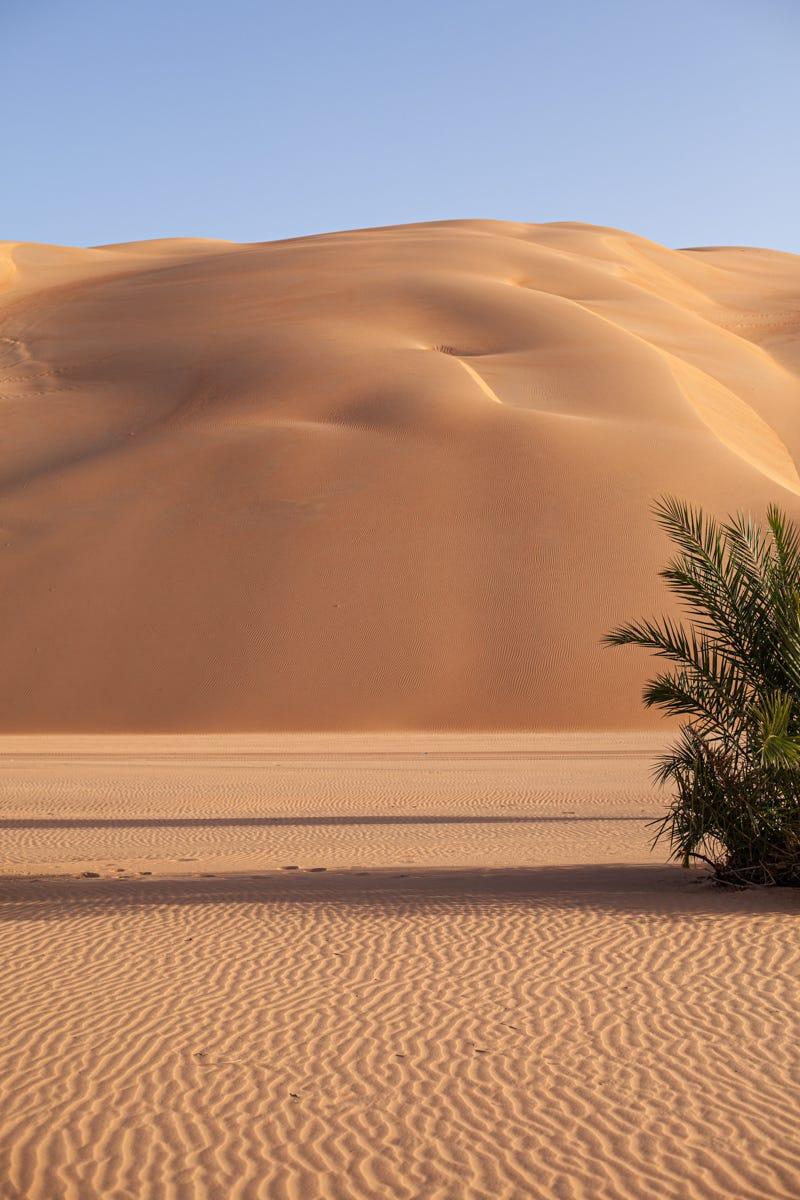 un désert sablonneux avec un arbre