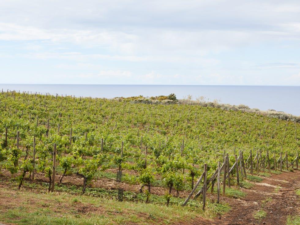 Agriculture,vignoble,culture,produit de rente,champs,plantation,plante,terrain,ferme,feuilles de vigne,
