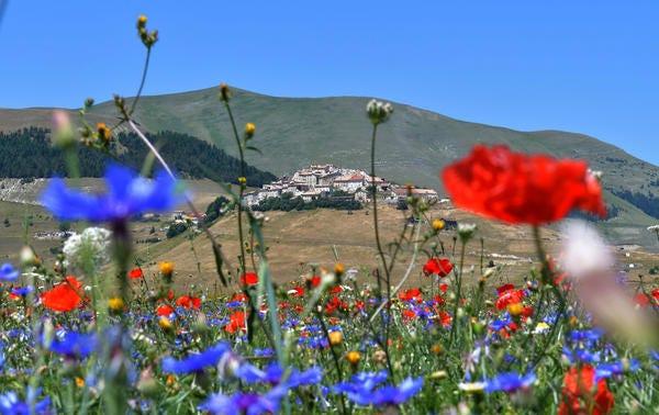 Fleur, Bleu, Prairie, Fleur sauvage, Paysage naturel, Plante, Environnement naturel, Coquelicot, Écorégion, Famille des graminées
