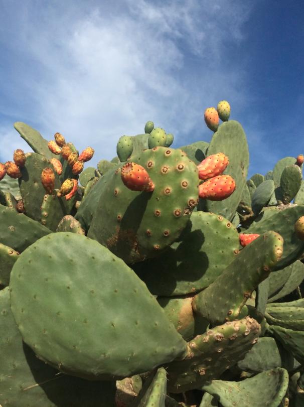 Cactus, Figue de Barbarie, Poire épineuse d'Orient, Nopal, Poire épineuse, Plante, Fleur, Épines, épines et piquants, Biome, Plante terrestre, 