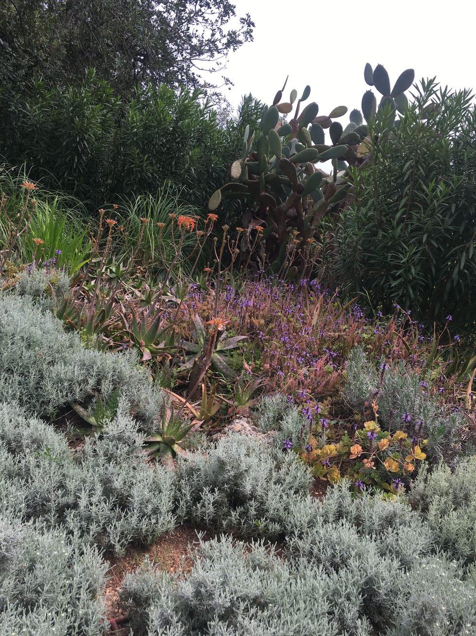 Végétation, Jardin, Fleur, Plante, Arbuste, Botanique, Sous-arbrisseau, Communauté de plantes, Arbre, Brousse, 