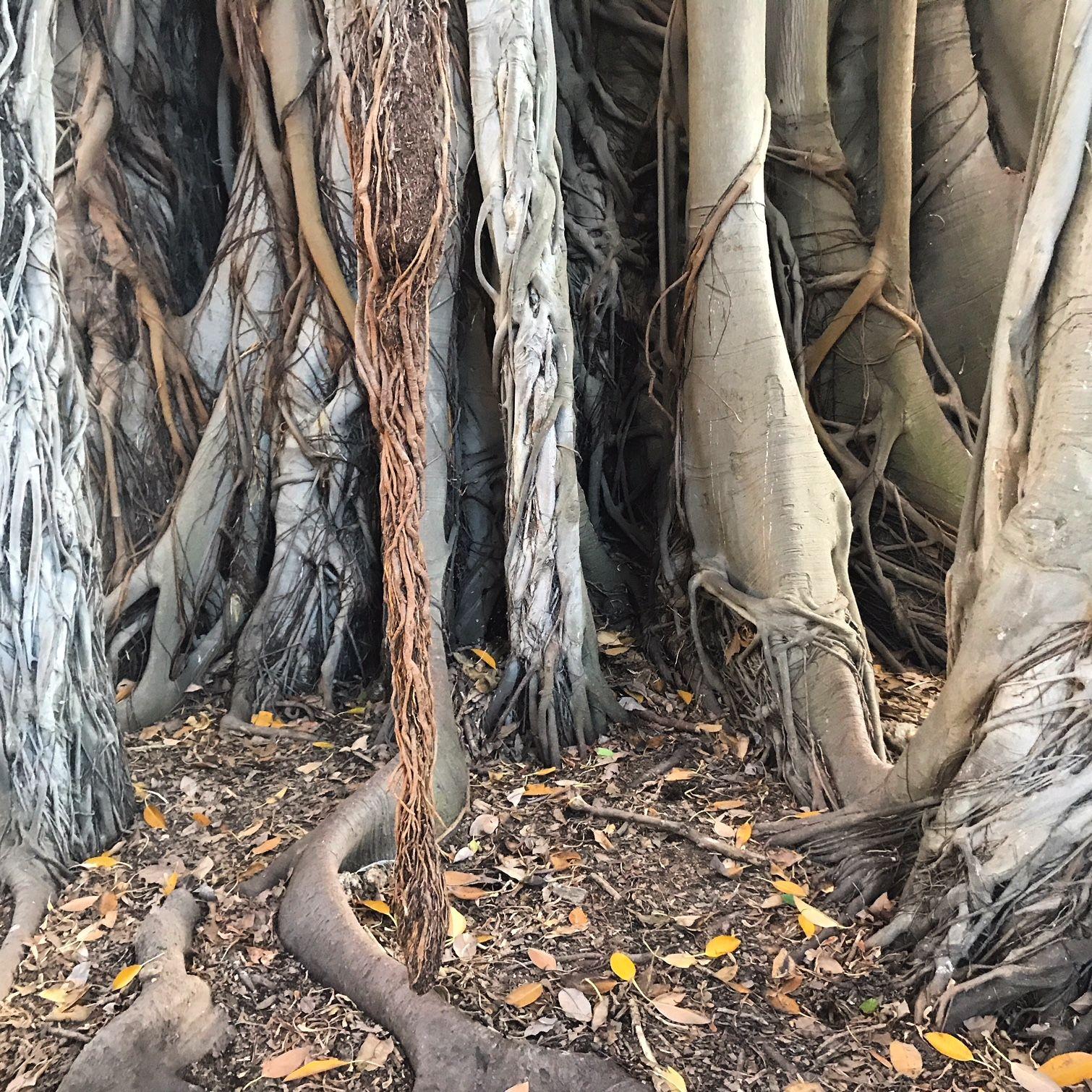 orto-botanico-palermo