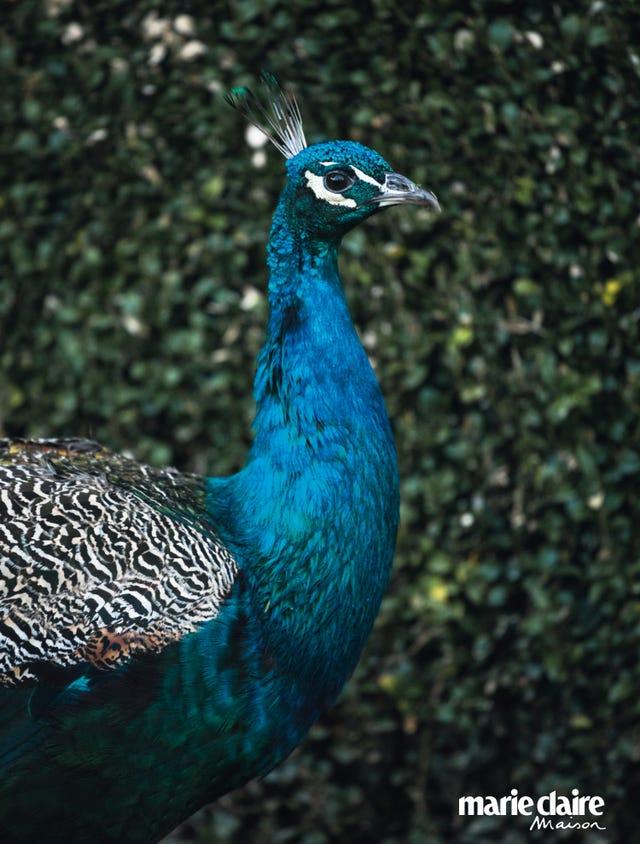 Paon, Oiseau, Bleu, Bec, Galliformes, Phasianidae, Adaptation, Faune sauvage, Plume, Plante