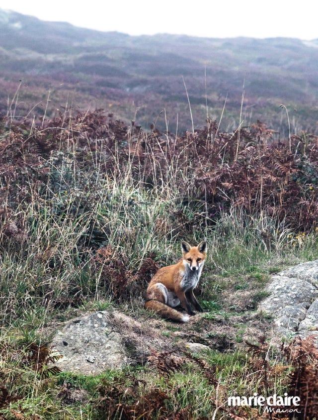Canidés, Mammifère, Faune sauvage, Renard rouge, Wilderness, Renard, Chien, Buisson, Carnivore, Communauté de plantes