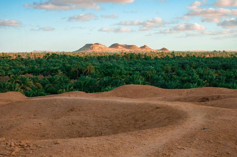 un paysage désertique avec quelques arbres