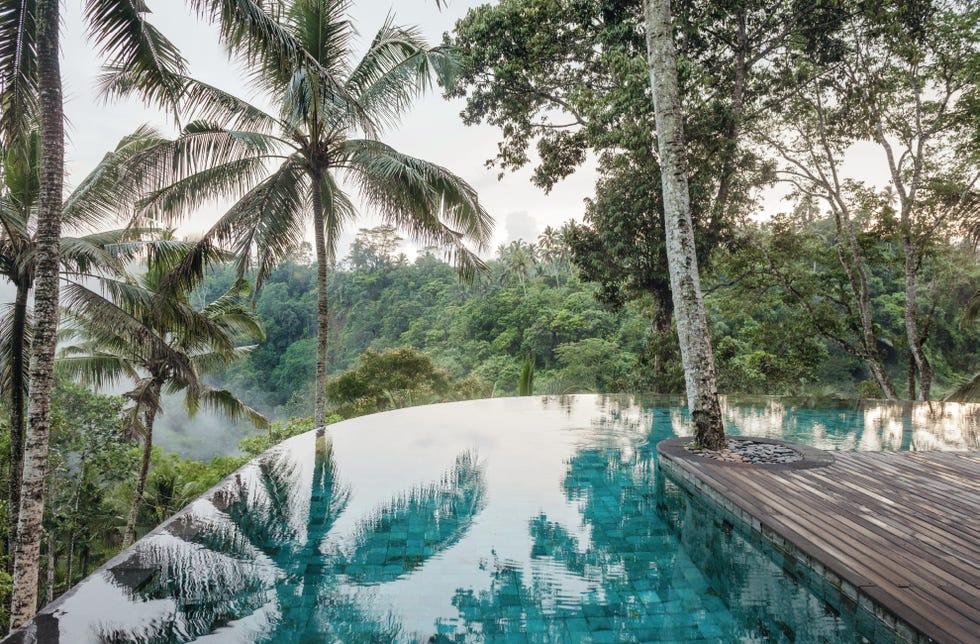 Arbre, palmier, piscine, Arecales, eau, complexe, tropiques, Attalea speciosa, plante, loisirs