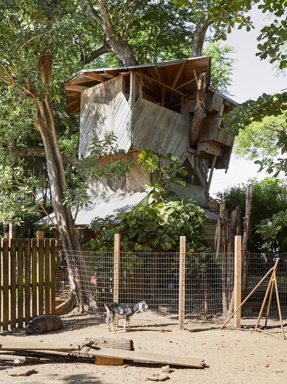 Arbre, maison, jungle, bâtiment, zone rurale, adaptation, plante, architecture, cabane, maison,
