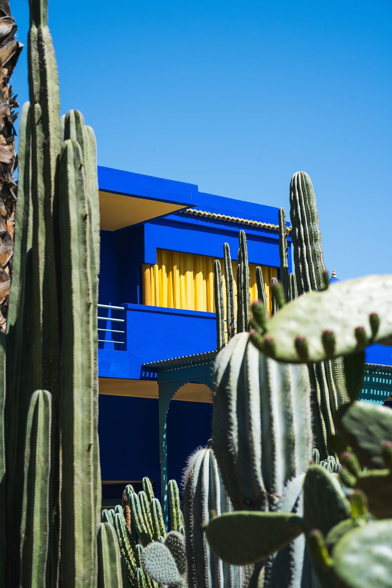Bleu, Cactus, Bleu Majorelle, Saguaro, Cactus San Pedro, Architecture, Ciel, Botanique, Fleur, Plante